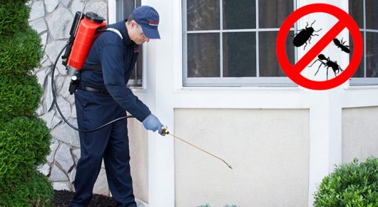 Pendik Bit İlaçlama böcek ilaçlama ve haşere kontrolü — ilaclama-tr.com